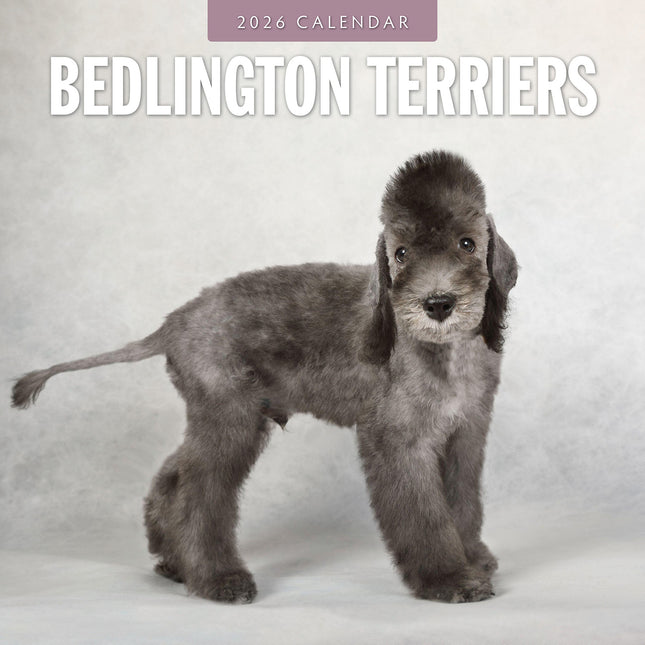 Bedlington Terriers 2026 Premium Square Wall Calendar