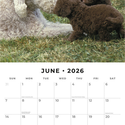 Bedlington Terriers 2026 Premium Square Wall Calendar