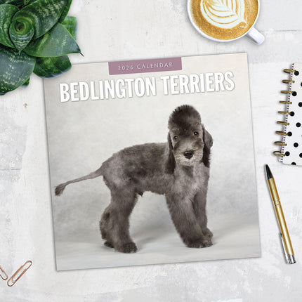Bedlington Terriers 2026 Premium Square Wall Calendar
