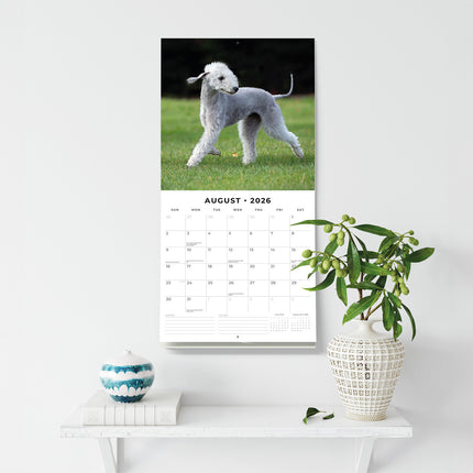 Bedlington Terriers 2026 Premium Square Wall Calendar