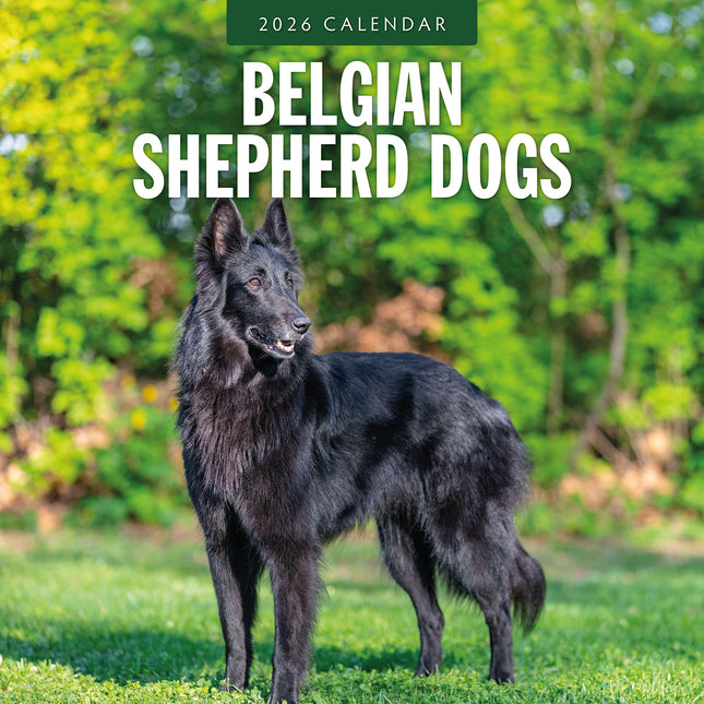 Belgian Shepherd Dogs 2026 Premium Square Wall Calendar