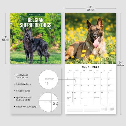 Belgian Shepherd Dogs 2026 Premium Square Wall Calendar