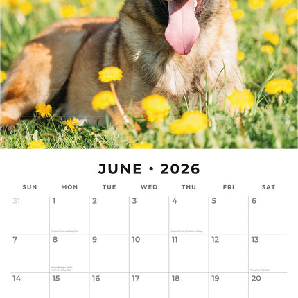 Belgian Shepherd Dogs 2026 Premium Square Wall Calendar