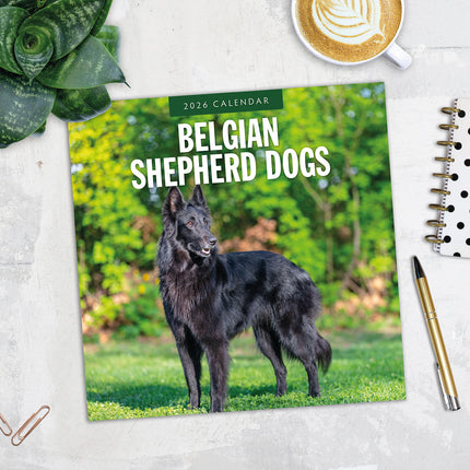 Belgian Shepherd Dogs 2026 Premium Square Wall Calendar
