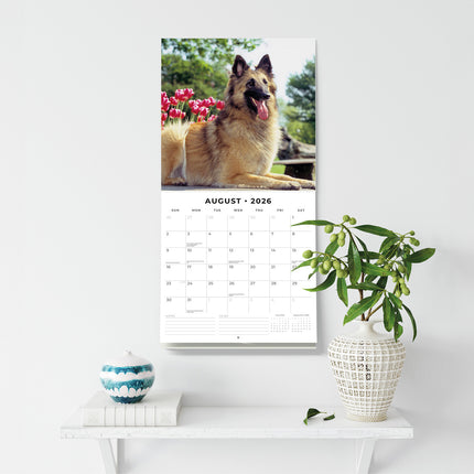 Belgian Shepherd Dogs 2026 Premium Square Wall Calendar