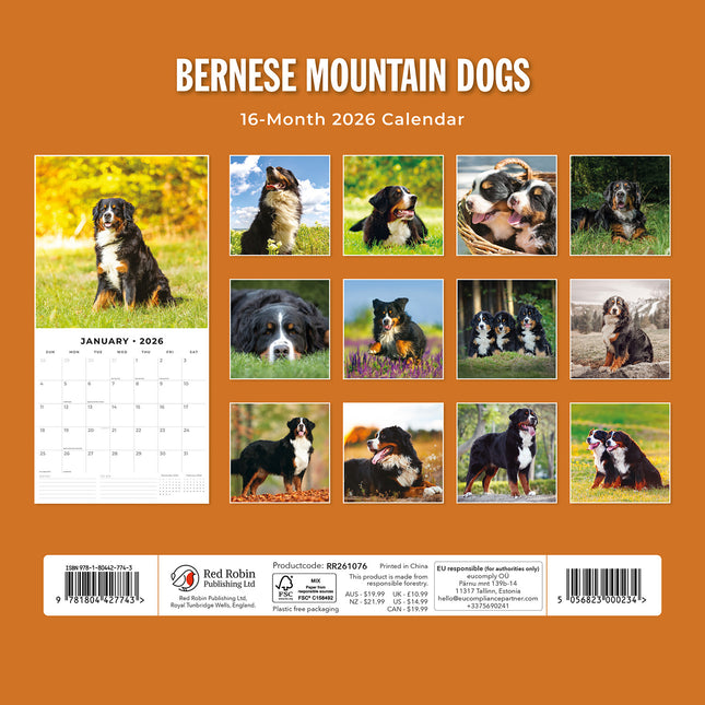 Bernese Mountain Dogs 2026 Premium Square Wall Calendar