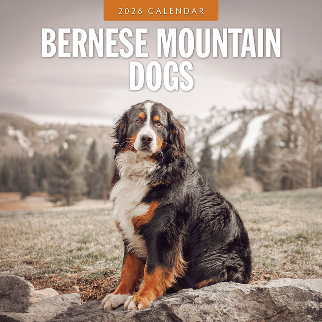 Bernese Mountain Dogs 2026 Premium Square Wall Calendar