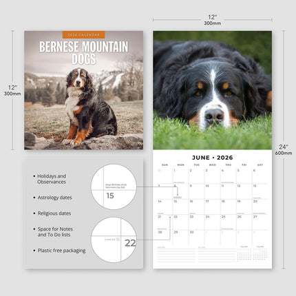 Bernese Mountain Dogs 2026 Premium Square Wall Calendar