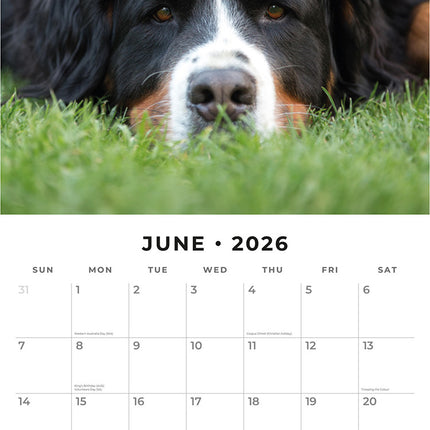 Bernese Mountain Dogs 2026 Premium Square Wall Calendar
