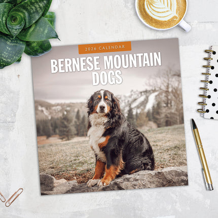 Bernese Mountain Dogs 2026 Premium Square Wall Calendar