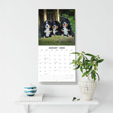 Bernese Mountain Dogs 2026 Premium Square Wall Calendar