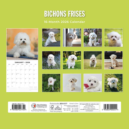 Bichons Frises 2026 Premium Square Wall Calendar