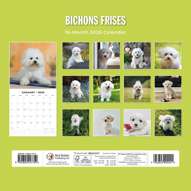 Bichons Frises 2026 Premium Square Wall Calendar