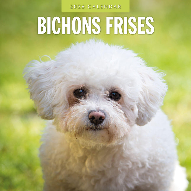 Bichons Frises 2026 Premium Square Wall Calendar
