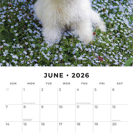 Bichons Frises 2026 Premium Square Wall Calendar