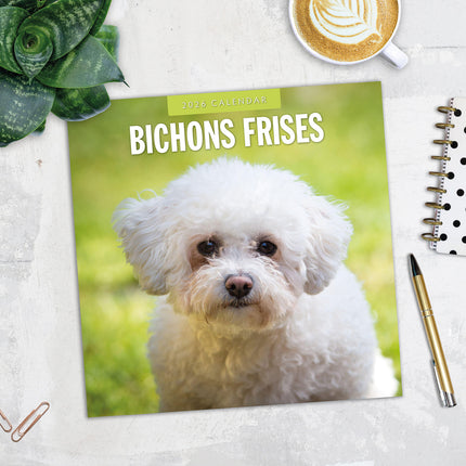 Bichons Frises 2026 Premium Square Wall Calendar