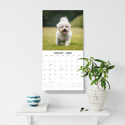 Bichons Frises 2026 Premium Square Wall Calendar