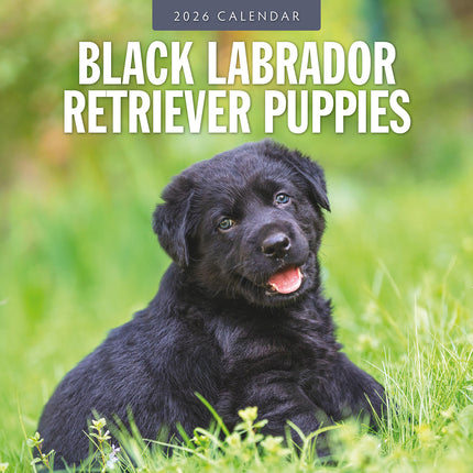 Black Labrador Retriever Puppies 2026 Premium Square Wall Calendar