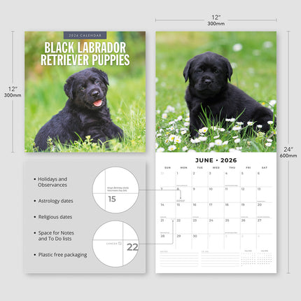 Black Labrador Retriever Puppies 2026 Premium Square Wall Calendar