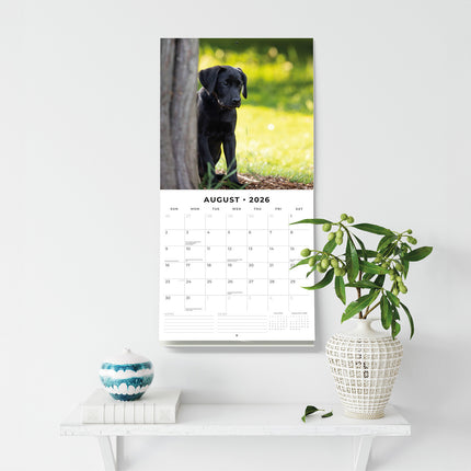 Black Labrador Retriever Puppies 2026 Premium Square Wall Calendar