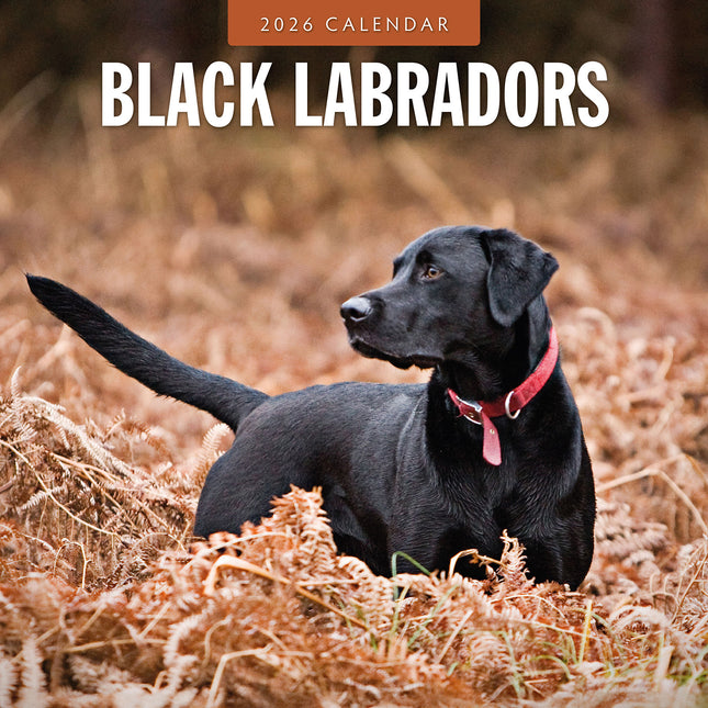 Black Labradors 2026 Premium Square Wall Calendar