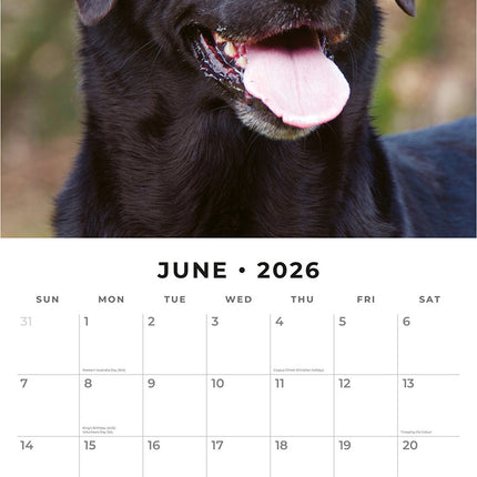 Black Labradors 2026 Premium Square Wall Calendar