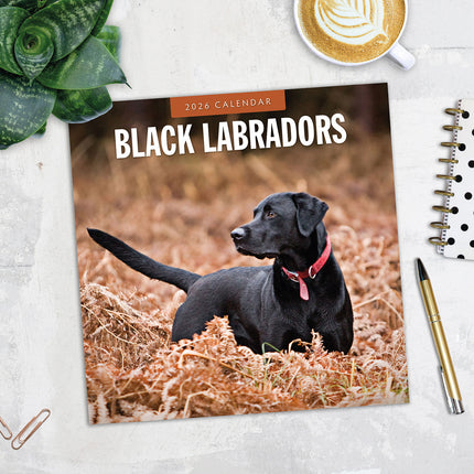Black Labradors 2026 Premium Square Wall Calendar
