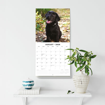 Black Labradors 2026 Premium Square Wall Calendar