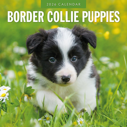 Border Collie Puppies 2026 Premium Square Wall Calendar