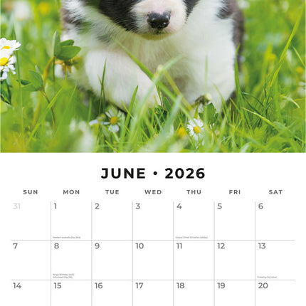 Border Collie Puppies 2026 Premium Square Wall Calendar
