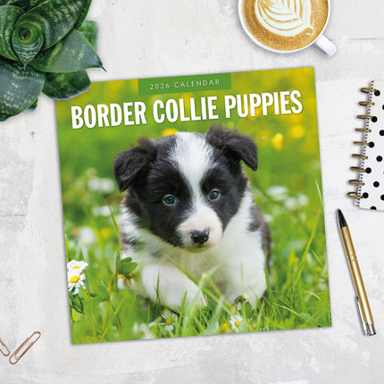 Border Collie Puppies 2026 Premium Square Wall Calendar