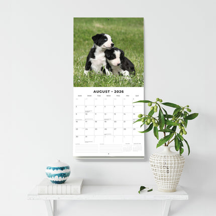 Border Collie Puppies 2026 Premium Square Wall Calendar