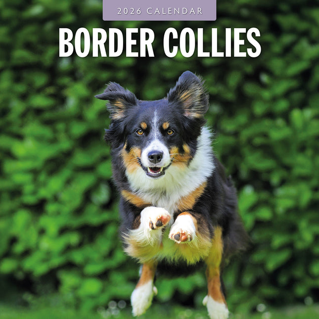 Border Collies 2026 Premium Square Wall Calendar