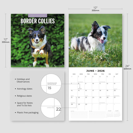 Border Collies 2026 Premium Square Wall Calendar