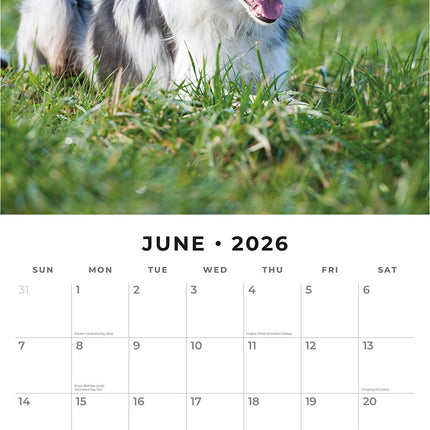 Border Collies 2026 Premium Square Wall Calendar