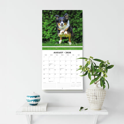 Border Collies 2026 Premium Square Wall Calendar