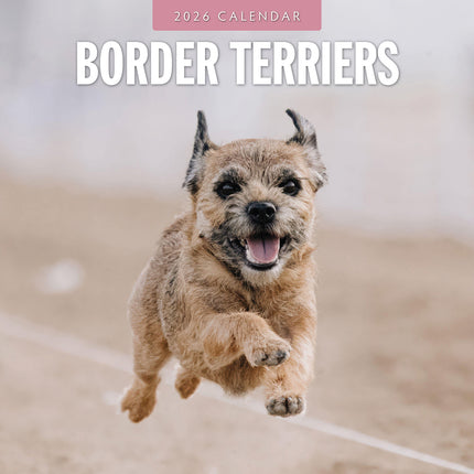 Border Terriers 2026 Premium Square Wall Calendar