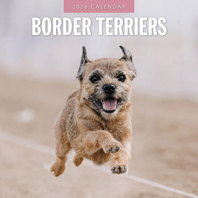 Border Terriers 2026 Premium Square Wall Calendar