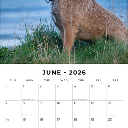 Border Terriers 2026 Premium Square Wall Calendar
