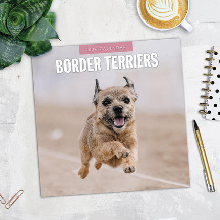 Border Terriers 2026 Premium Square Wall Calendar