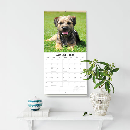 Border Terriers 2026 Premium Square Wall Calendar