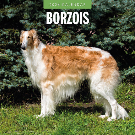 Borzois 2026 Premium Square Wall Calendar