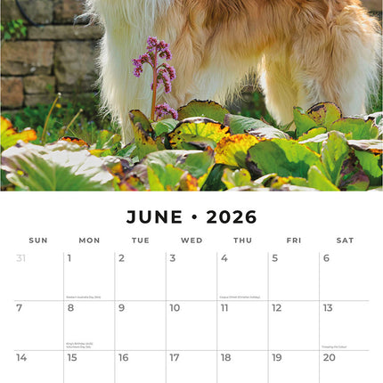 Borzois 2026 Premium Square Wall Calendar