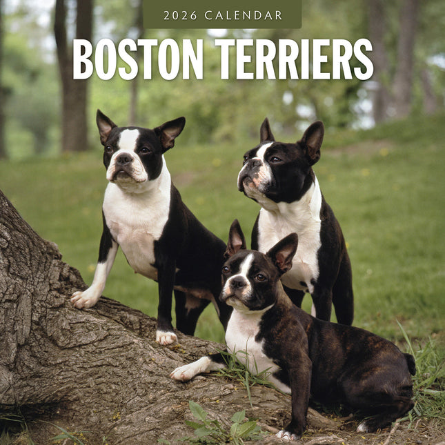 Boston Terriers 2026 Premium Square Wall Calendar
