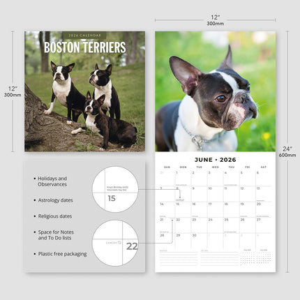 Boston Terriers 2026 Premium Square Wall Calendar