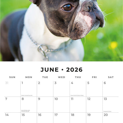 Boston Terriers 2026 Premium Square Wall Calendar