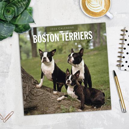 Boston Terriers 2026 Premium Square Wall Calendar
