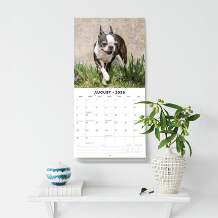 Boston Terriers 2026 Premium Square Wall Calendar