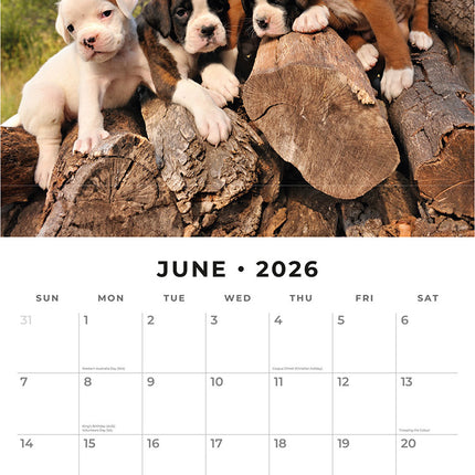 Boxer Puppies 2026 Premium Square Wall Calendar