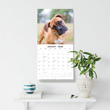 Boxer Puppies 2026 Premium Square Wall Calendar